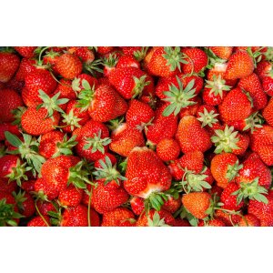 Jahoda (Fragaria x ananassa) ´SENGA SENGANA´ jarná - frigo sadenica (10 ks)